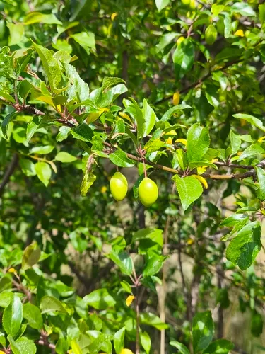 Cherry Plum — photo by Salamandra