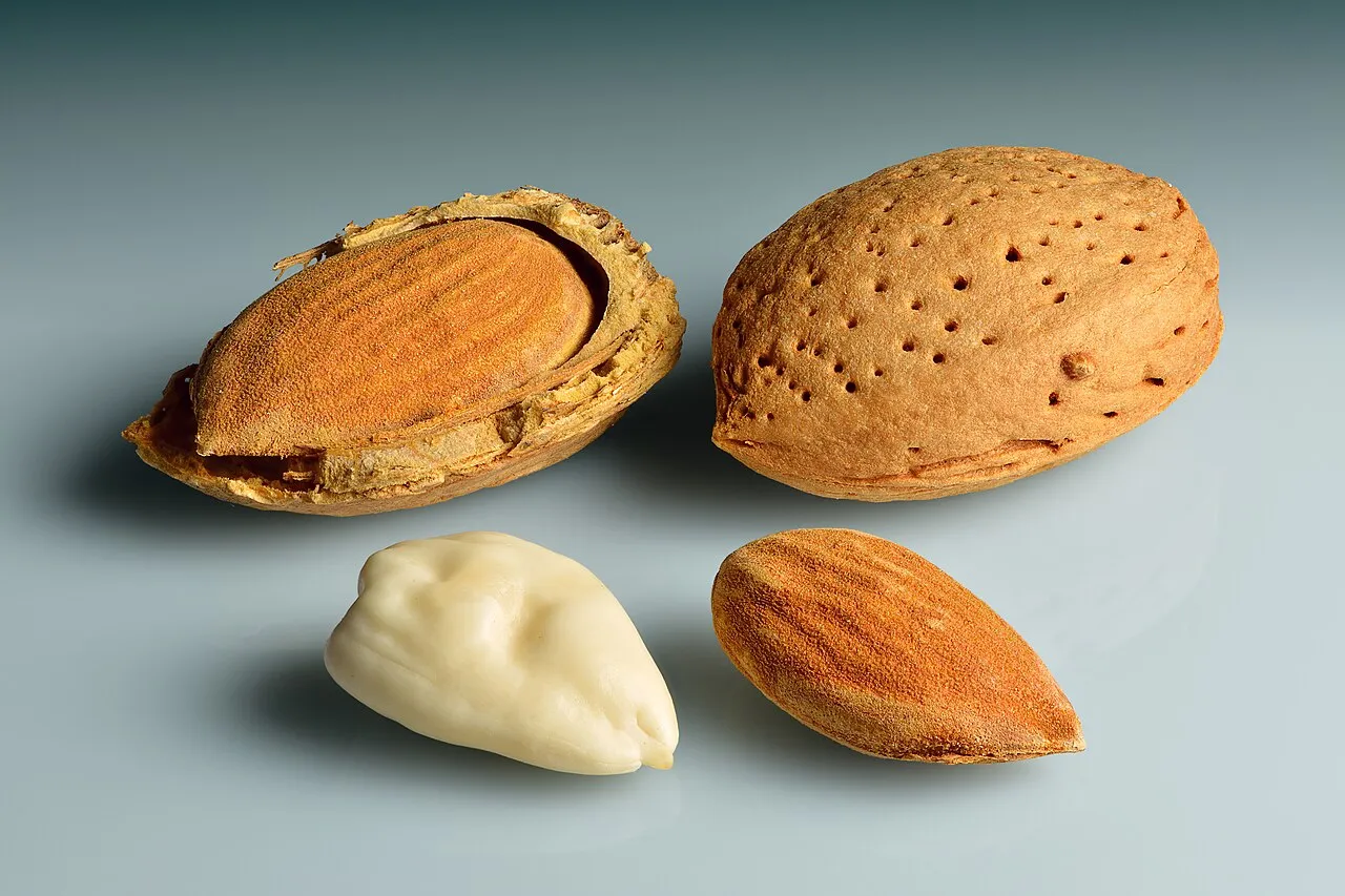 Sweet Almond — photo by Ivar Leidus
