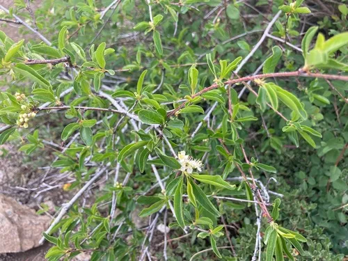 Bitter Cherry