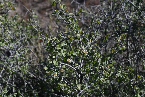 Mojave Desert Plum — photo by Trevor Van Loon