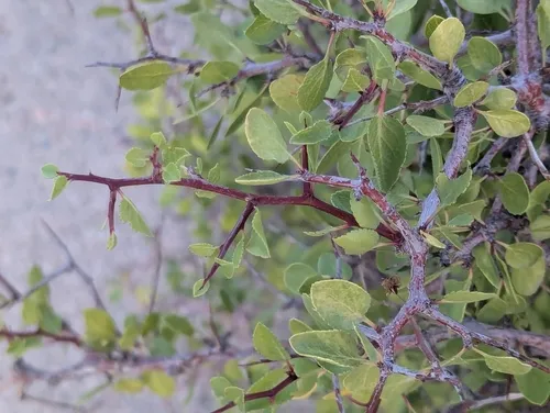 Desert Apricot — photo by Kristin Sweeney