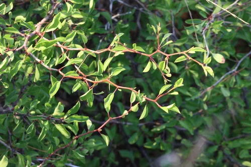 Scrub Plum — photo by LW Ridge
