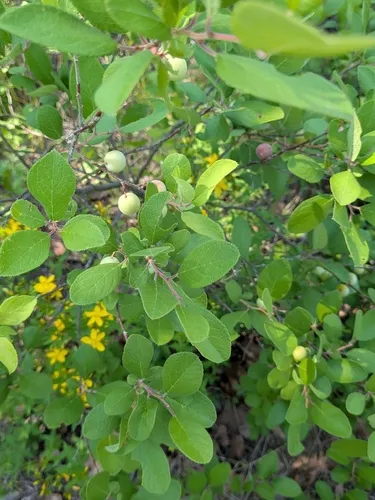 Oklahoma Plum — photo by Karen A Knight