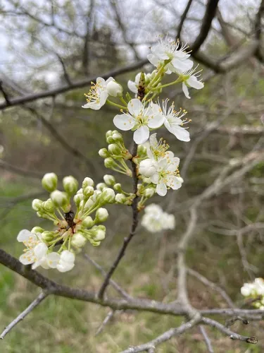 Hortulan Plum — photo by Larry Chen