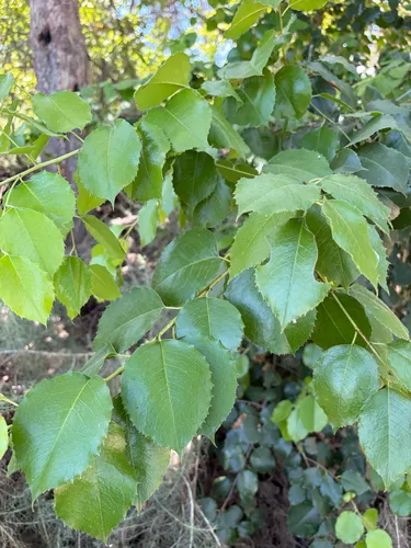 Hollyleaf Cherry