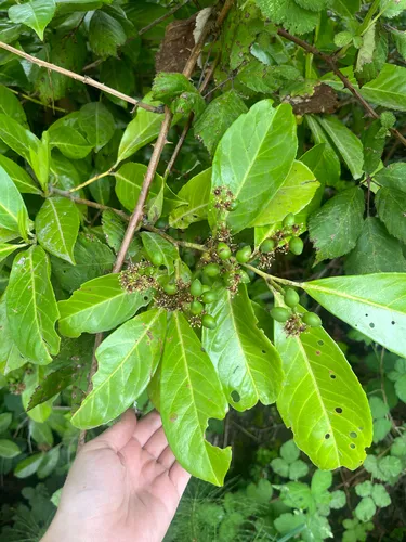 Cherry Laurel — photo by jxmunro