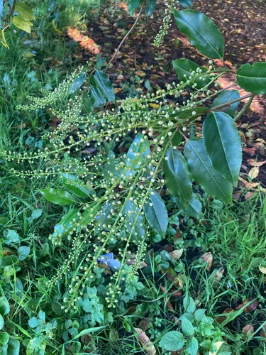 Portugal Laurel — photo by janeascending