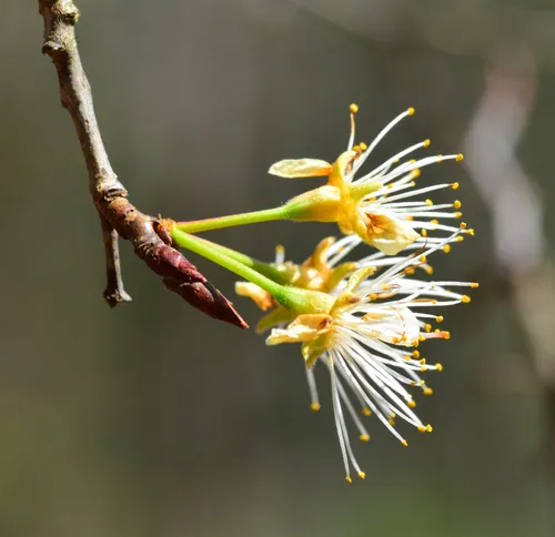 Wild Goose Plum — photo by Sydney Penner