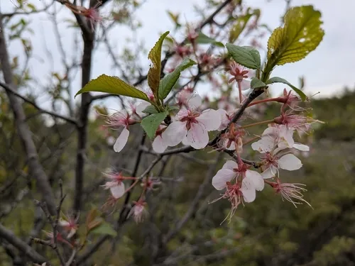 Canadian Plum