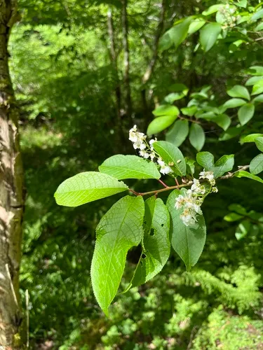 European Bird Cherry — photo by liamrg