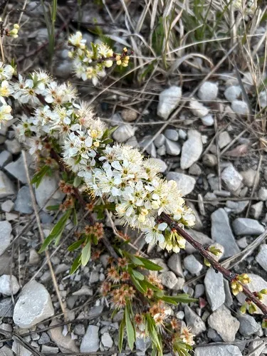 Sandcherry