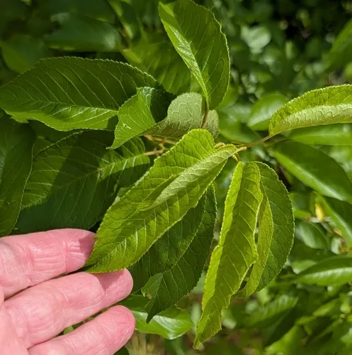 Creek Plum — photo by Jean H.