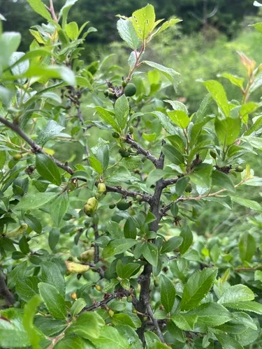 Blackthorn — photo by Наталья Пикалова