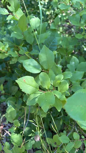 Klamath Plum — photo by elijahhayes