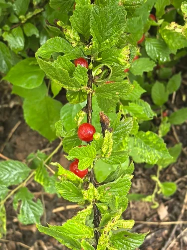 Nanking Cherry — photo by 莲子