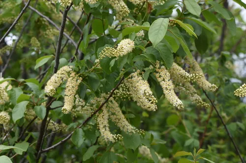 Chokecherry
