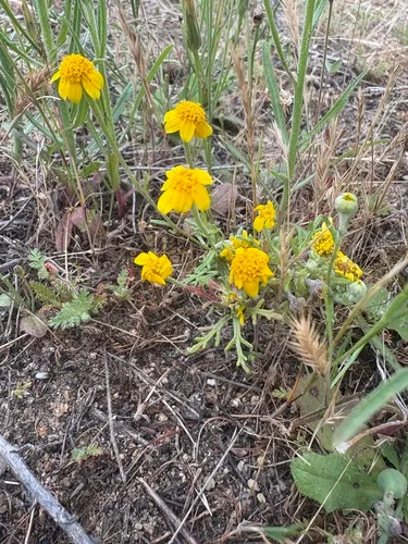 Foothill Sunburst — photo by schaeferross82