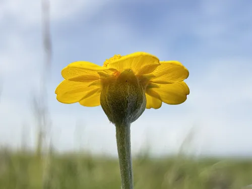 San Joaquin Adobe Sunburst