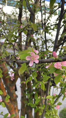 Chinese-quince — photo by Haemi Lee