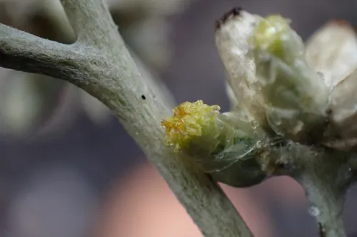 Tapered Cudweed — photo by Jason Bio Flor