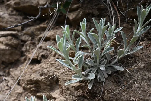 Wright's Cudweed — photo by Anders Hastings
