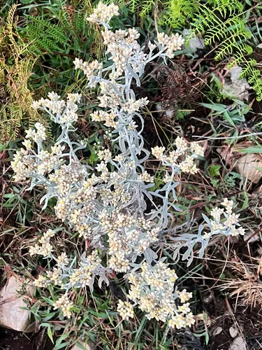 Dominican Cudweed