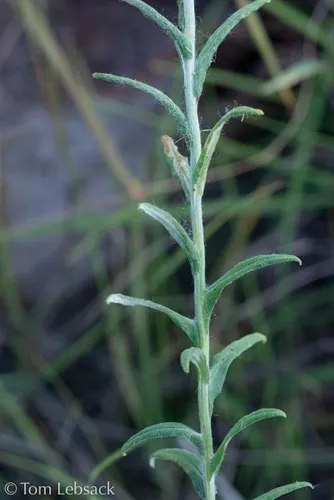 Jalisco Rabbit-tobacco