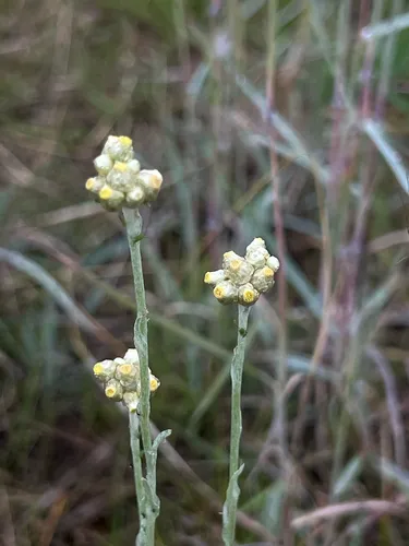 Jersey Cudweed — photo by Xu J. C.