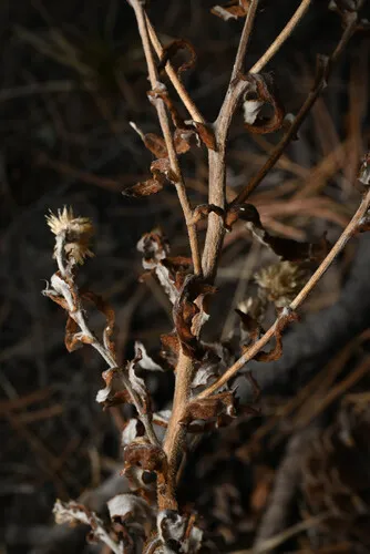 Macoun's Cudweed — photo by Anders Hastings