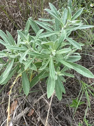 Rabbit-tobacco — photo by kathleenf211