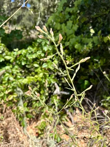 Pink Cudweed — photo by Leah Gardner