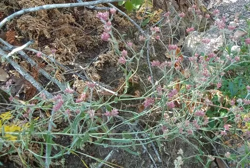 Rosy Cudweed — photo by Roberto