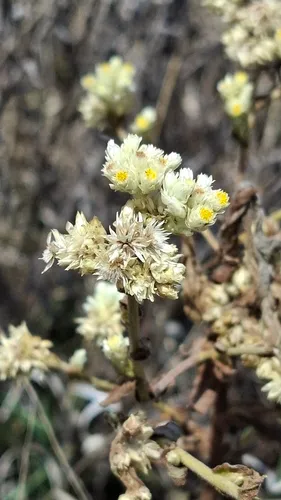 Winged Cudweed — photo by Erick Jesús Anaya-Gutiérrez