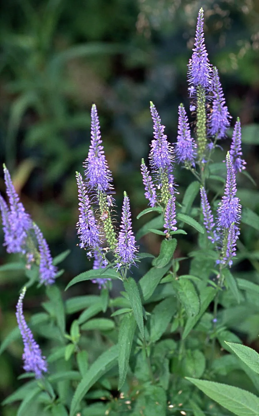 Longleaf Speedwell