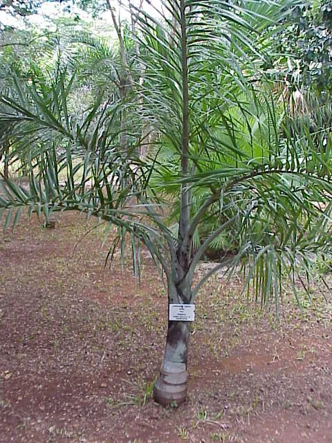 Florida Cherry Palm — photo by Wikimedia Commons