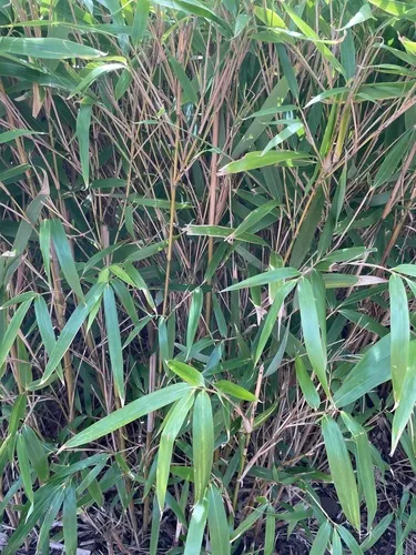 Arrow Bamboo — photo by felipe12333