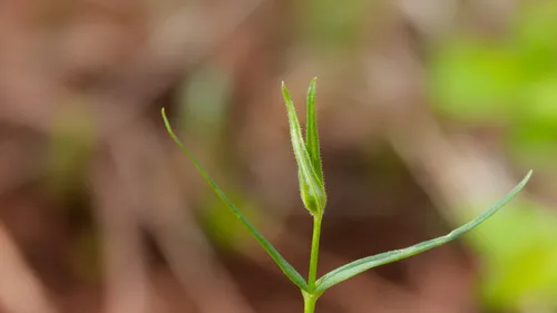 Tuber Starwort — photo by Daughter Dad
