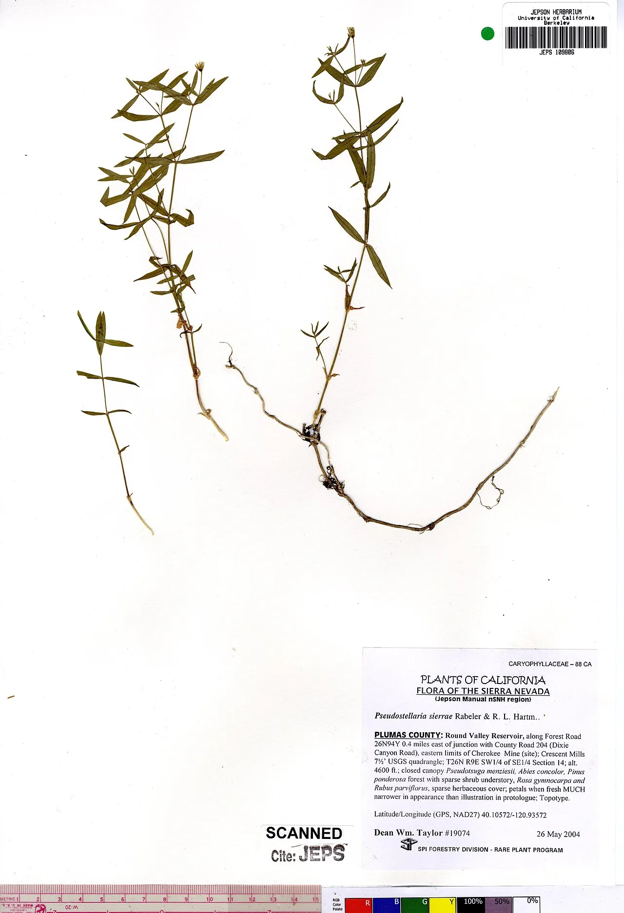 Pseudostellaria