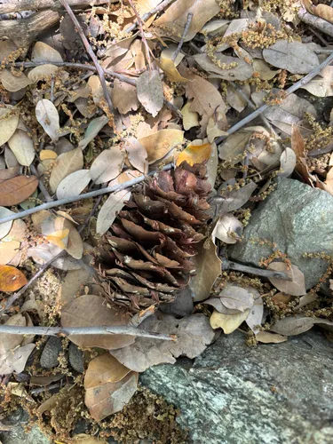 Bigcone Douglas-fir