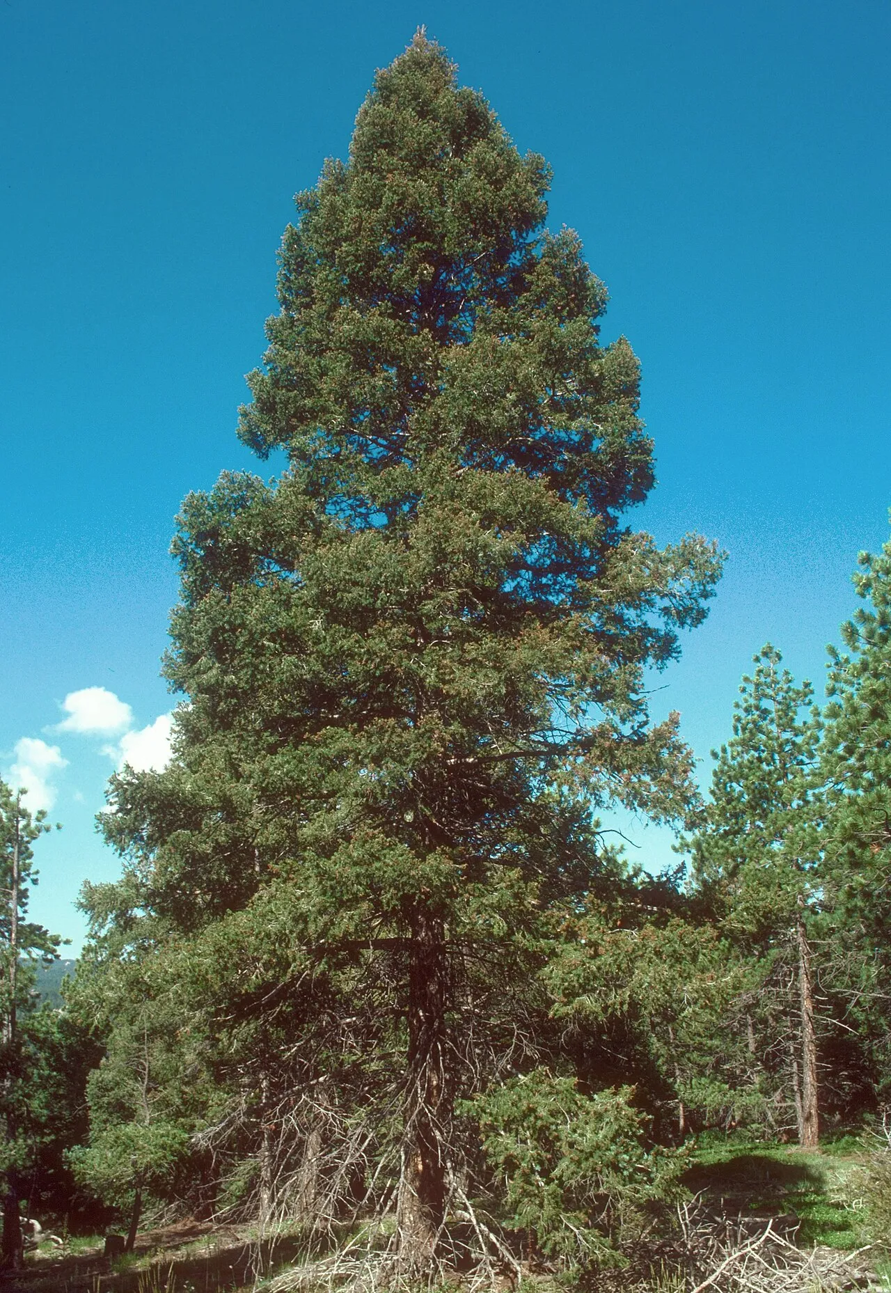 Rocky Mountain Douglas-fir (var. glauca) — photo by Dave Powell, USDA Forest Service