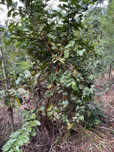 Guava