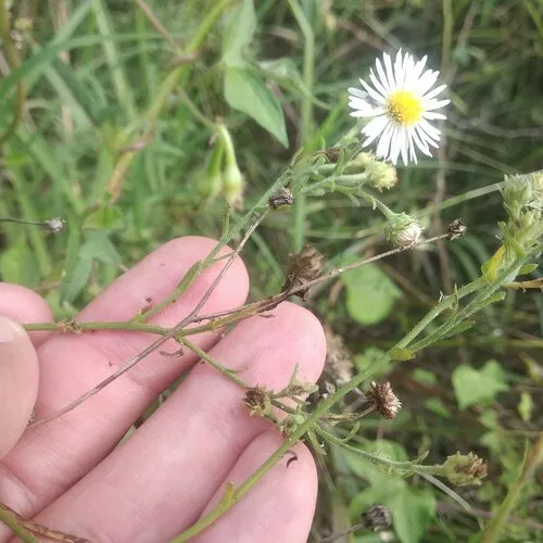 New Mexico Tansyaster — photo by Bodo Nuñez Oberg