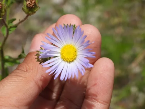 Mexican Tansyaster