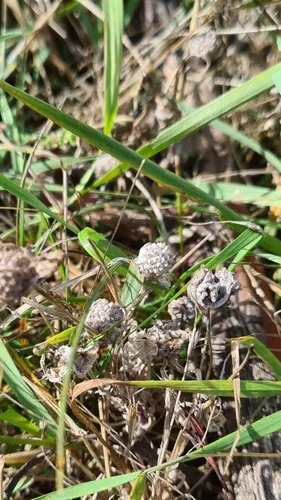 Meadow Woollyheads — photo by eden