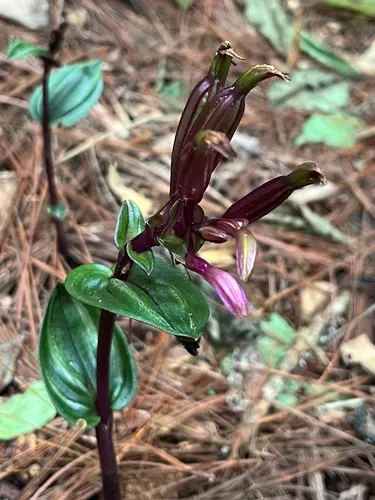 Raggedlip Orchid — photo by Ari Rice
