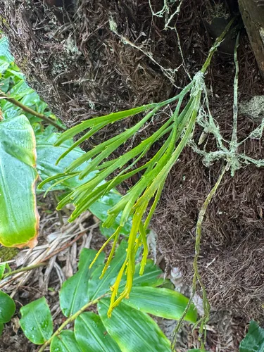 Flatfork Fern