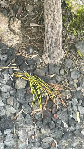 Whisk Fern