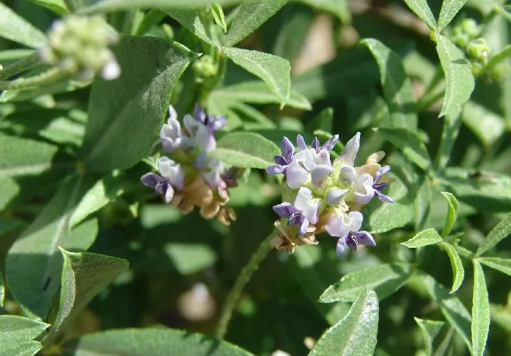 Lemon Scurfpea — photo by Sheri Hagwood