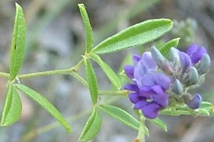 Slimflower Scurfpea