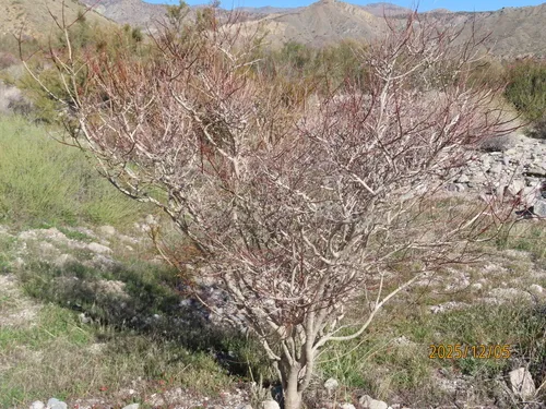 Mojave Indigobush